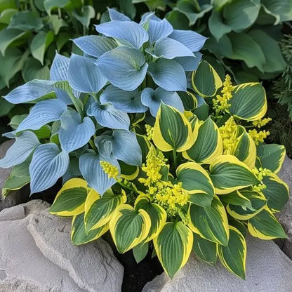 Mixed Hosta Seeds for Planting Outdoors (Pack of 2)