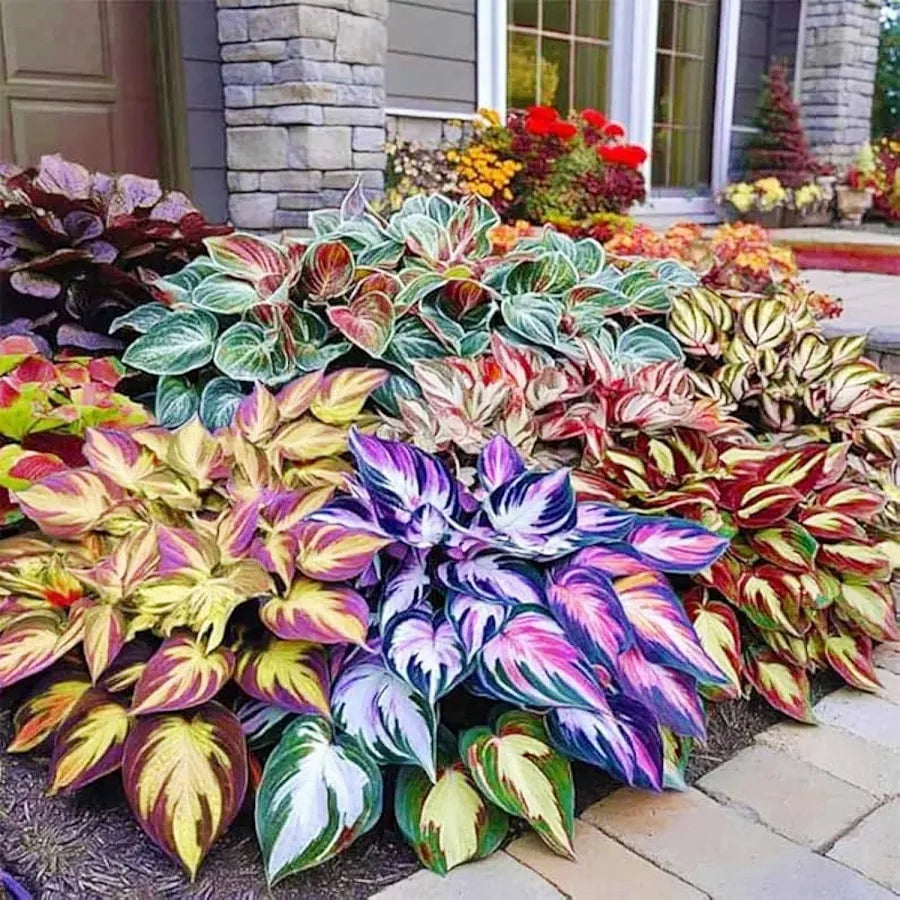 Mixed Hosta Seeds for Planting Outdoors (Pack of 2)