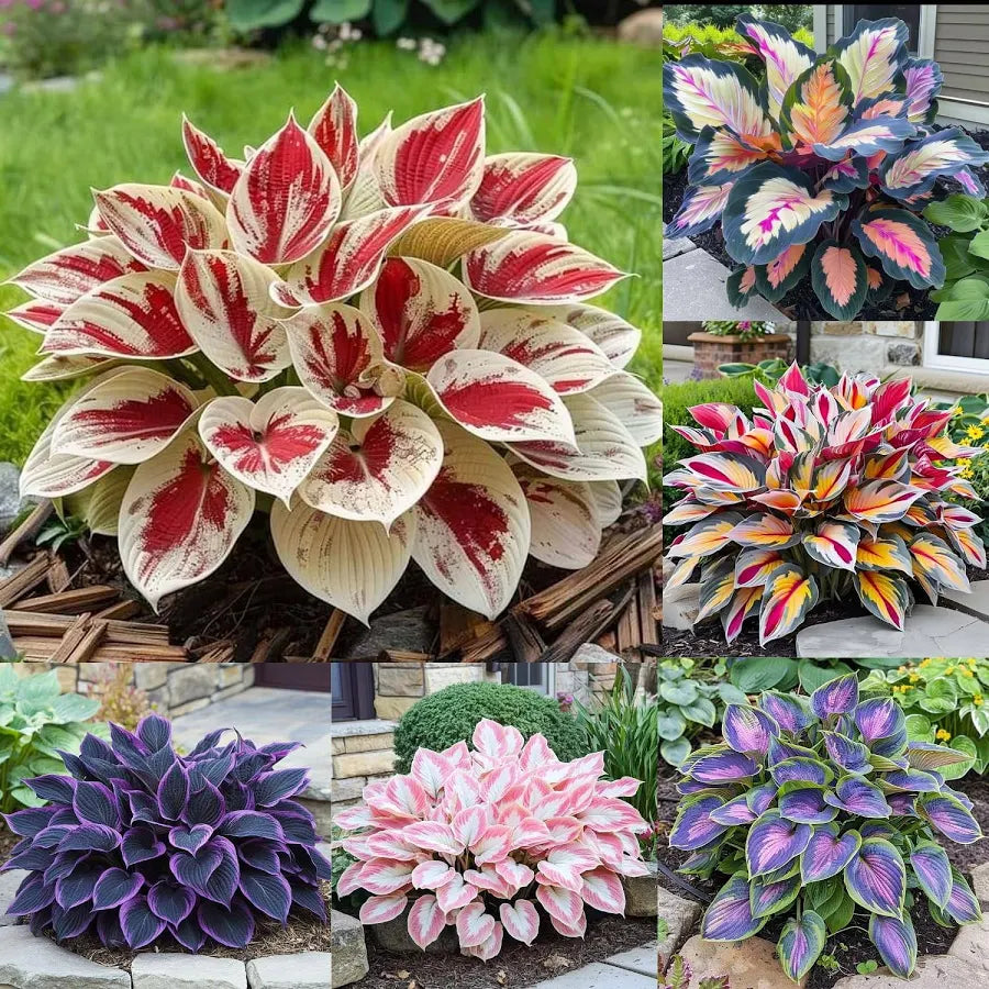 Mixed Hosta Seeds for Planting Outdoors (Pack of 2)