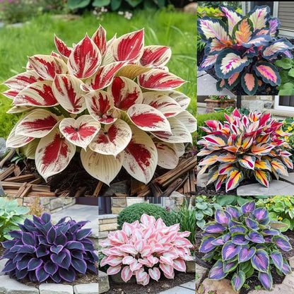 Mixed Hosta Seeds for Planting Outdoors (Pack of 2)