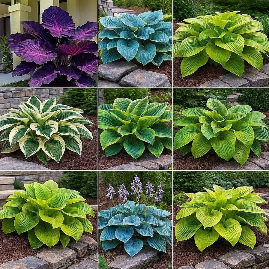 Mixed Hosta Seeds for Planting Outdoors (Pack of 2)