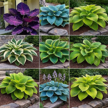 Mixed Hosta Seeds for Planting Outdoors (Pack of 2)