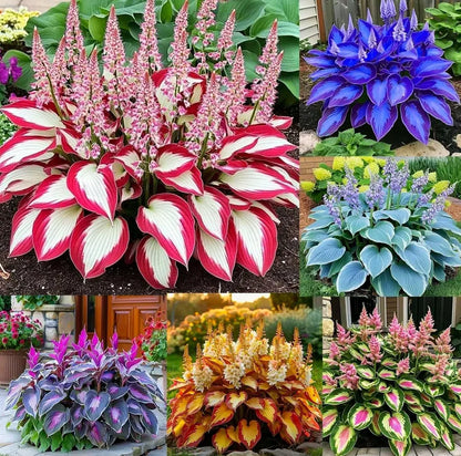 Mixed Hosta Seeds for Planting Outdoors (Pack of 2)
